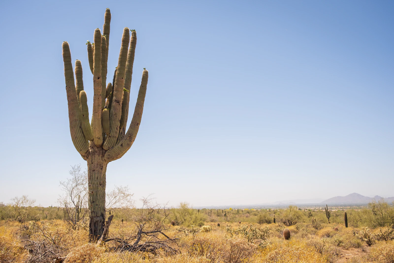 Scottsdale, Arizona photo 19 by DJ