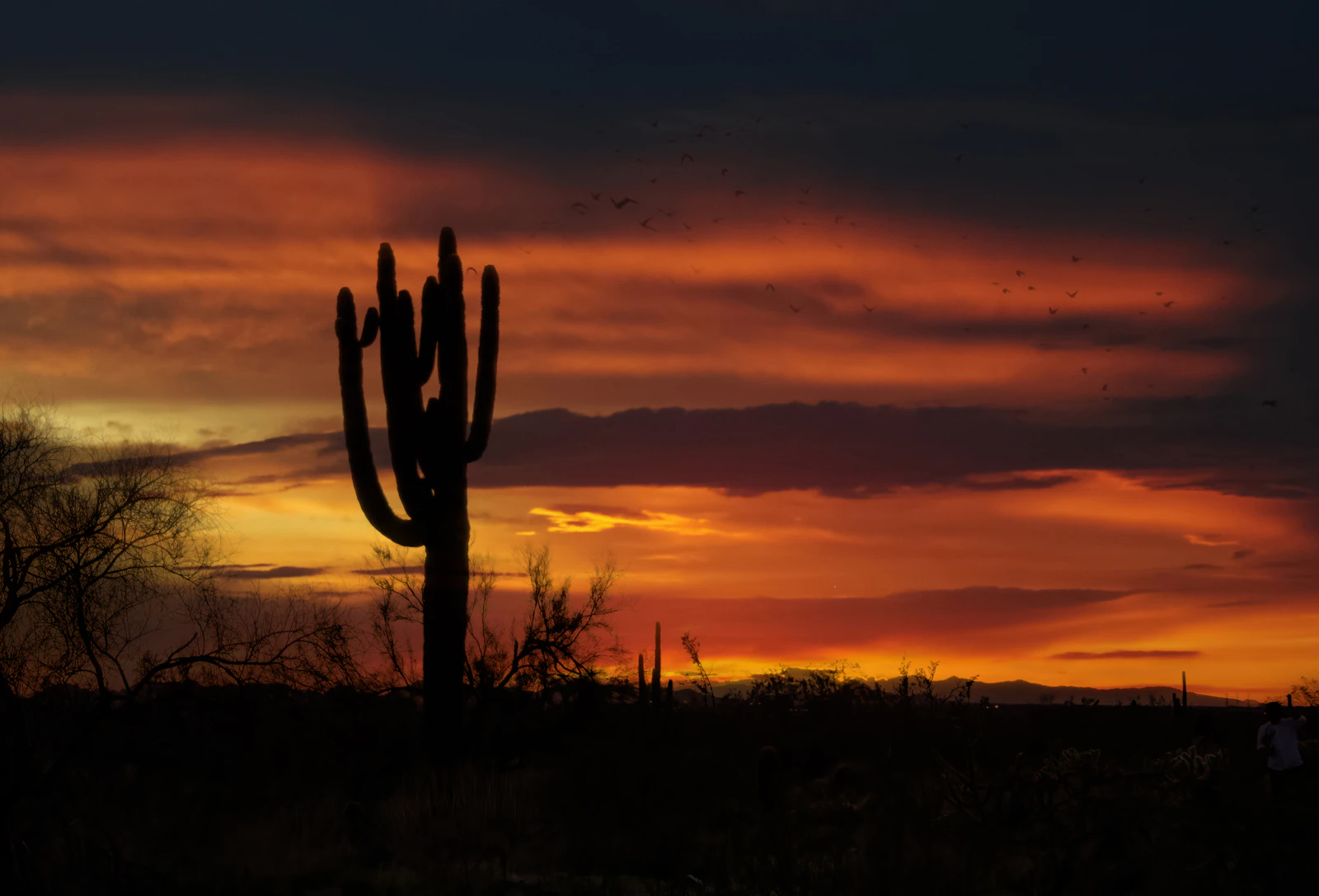 Scottsdale, Arizona photo 16 by Stephen Crane