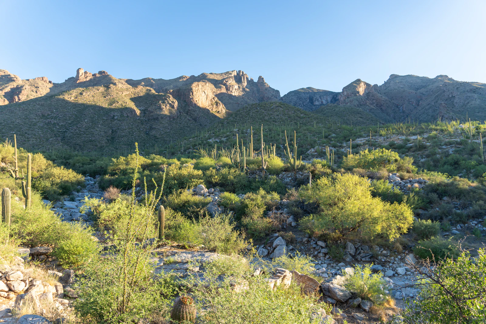 Tucson, Arizona photo 25 by JC Cervantes