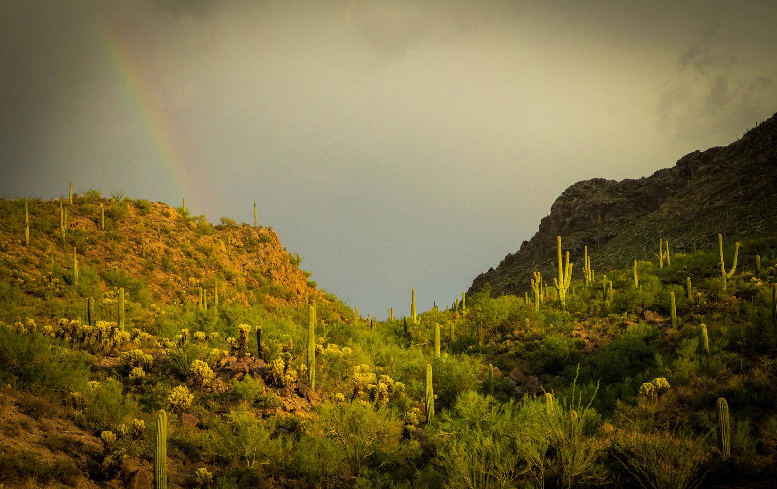 Tucson, Arizona photo 15 by Frankie Lopez