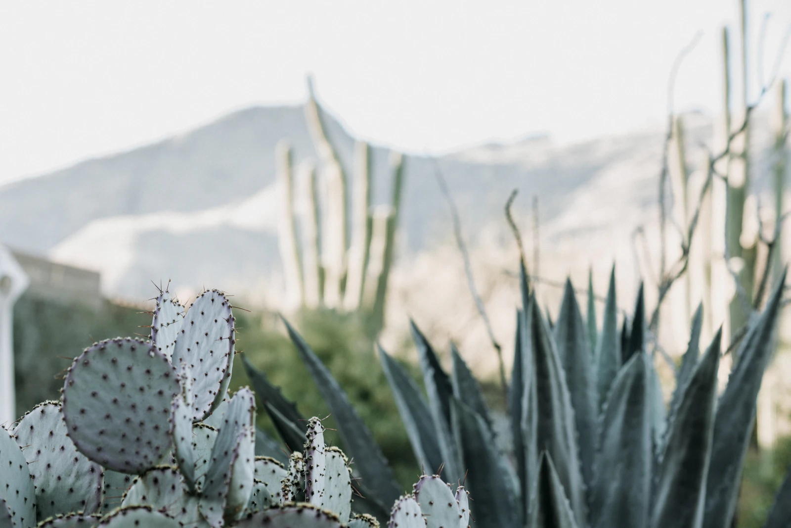 Tucson, Arizona photo 9 by zelle duda
