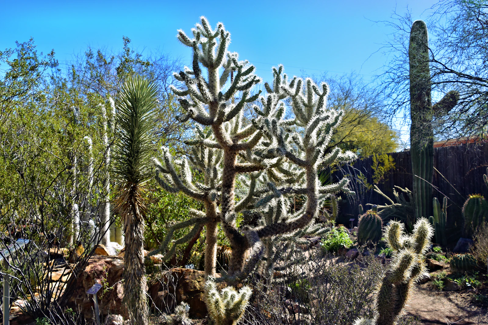 Tucson, Arizona photo 29 by Jeffrey Eisen