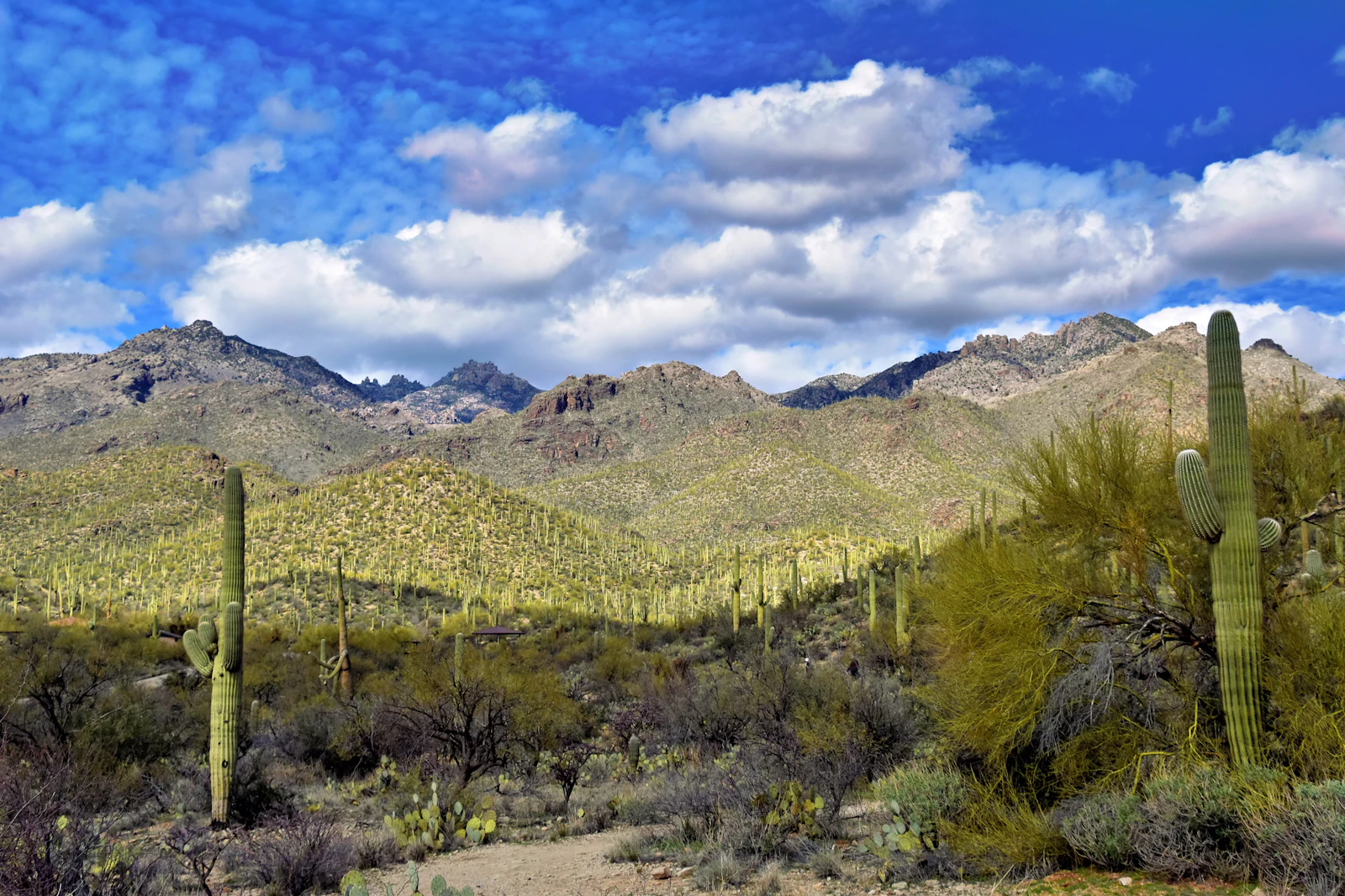 Tucson, Arizona photo 12 by Jeffrey Eisen