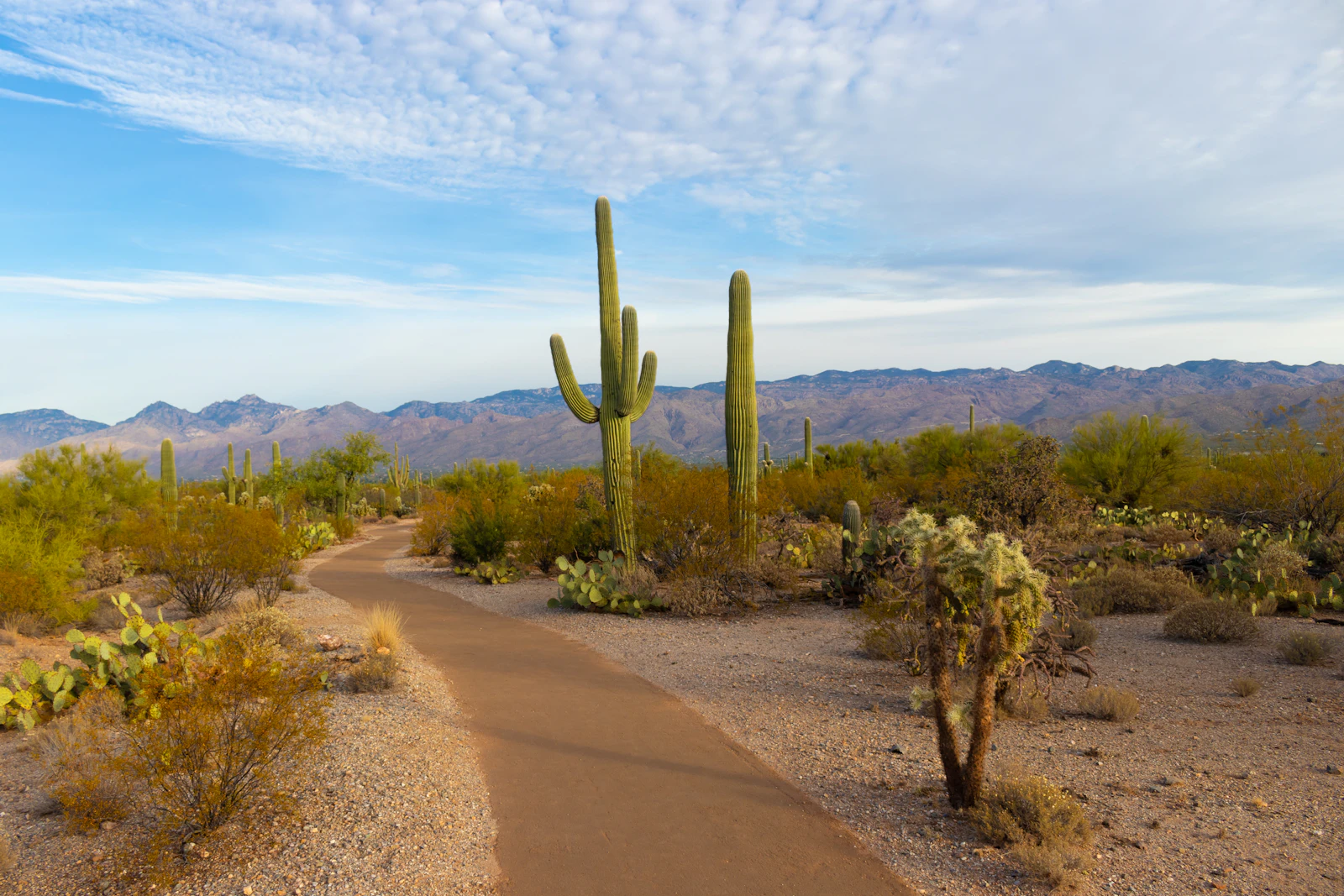 Tucson, Arizona photo 2 by Christoph von Gellhorn