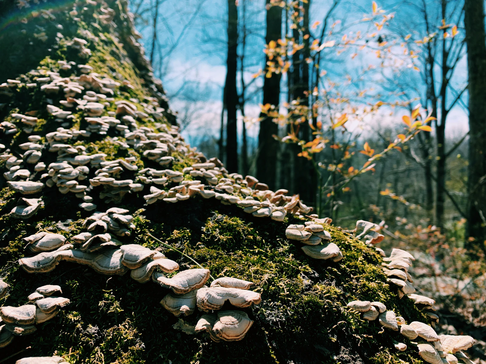 Little Rock, Arkansas photo 25 by Tommy Bond