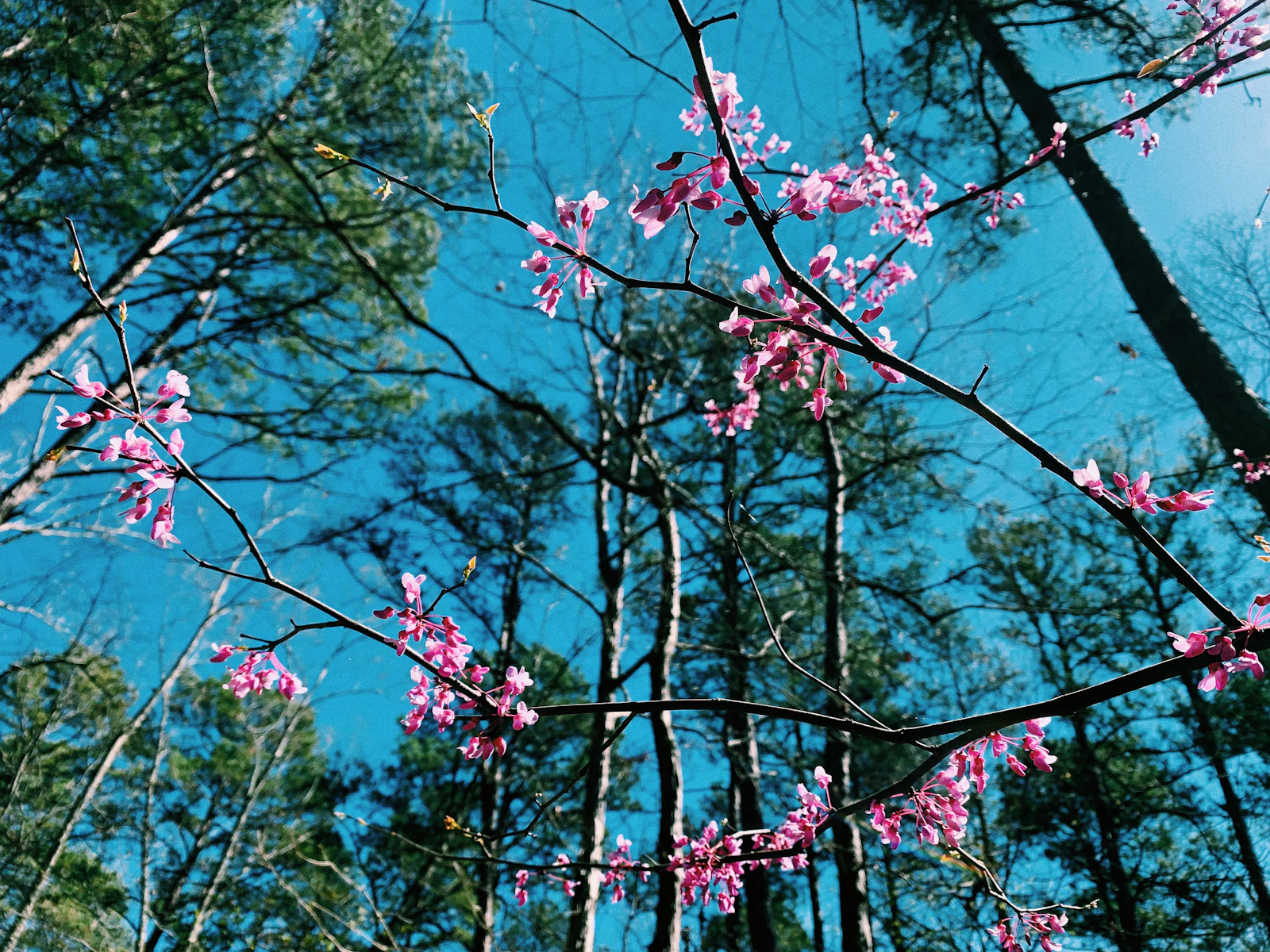 Little Rock, Arkansas photo 26 by Tommy Bond
