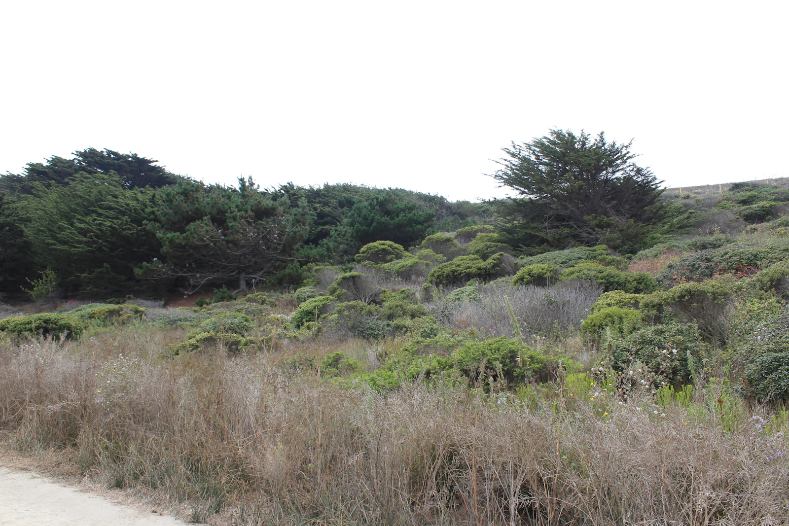 Half Moon Bay, California photo 22 by Blair Morris