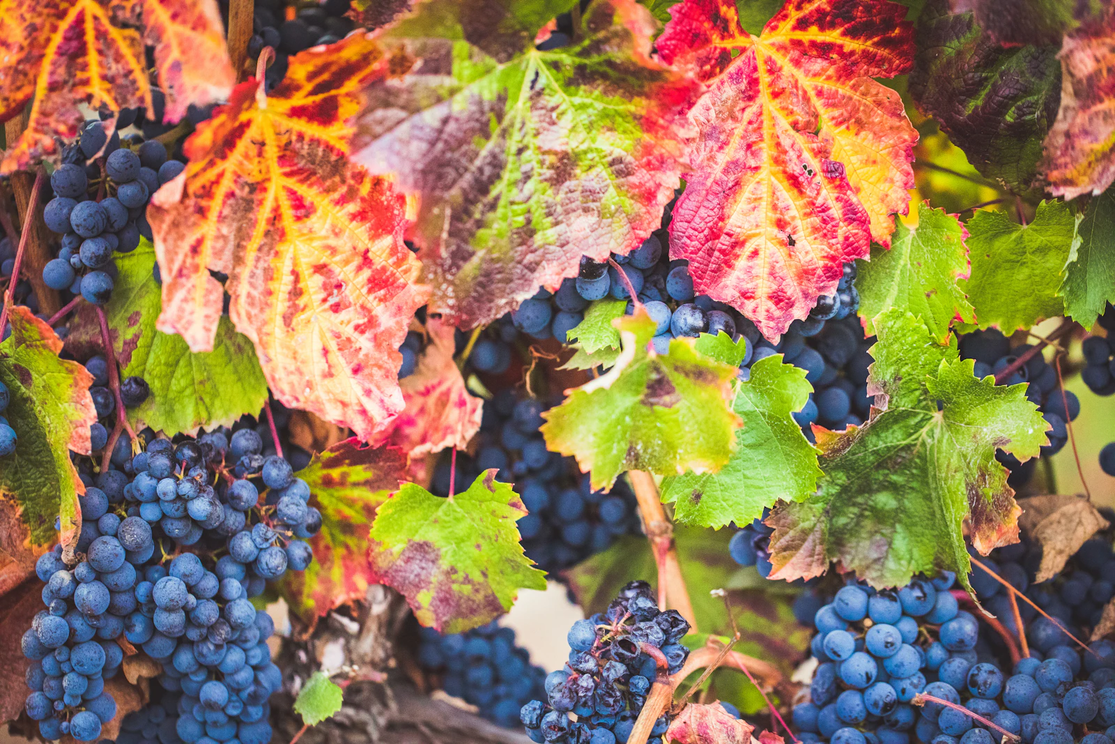 Healdsburg, California photo 11 by Jaime Casap
