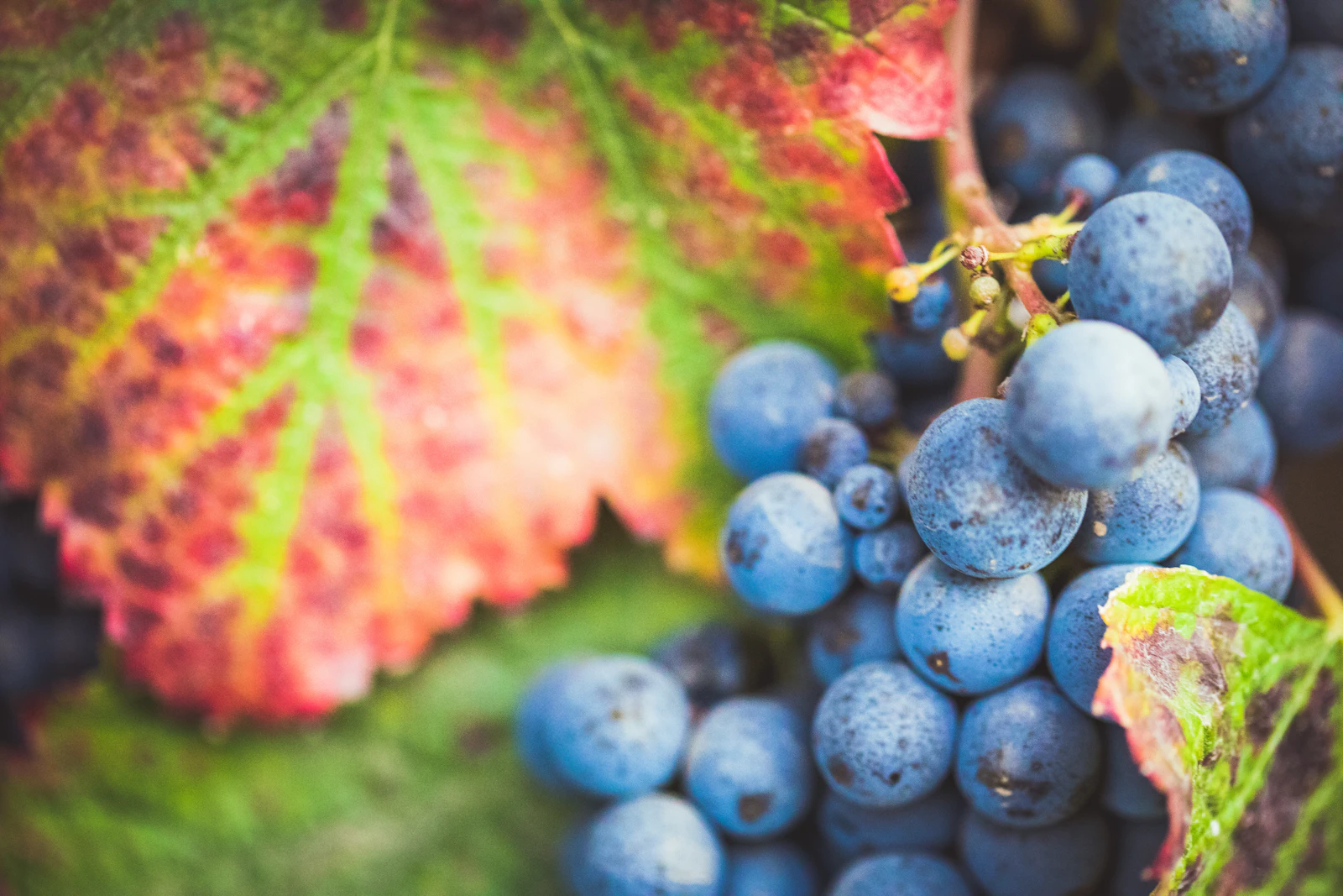Healdsburg, California photo 3 by Jaime Casap