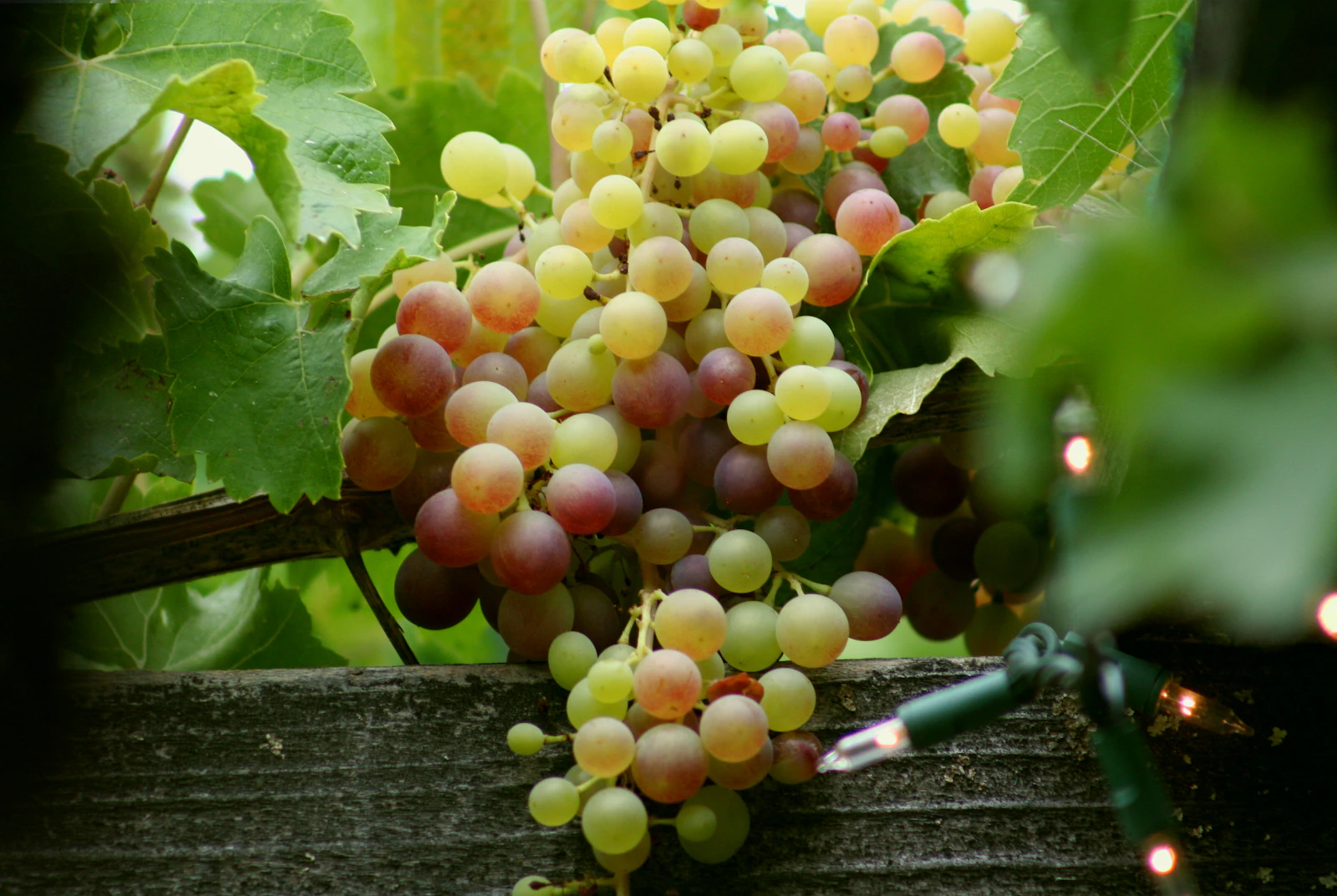 Healdsburg, California photo 12 by Paul Cuoco
