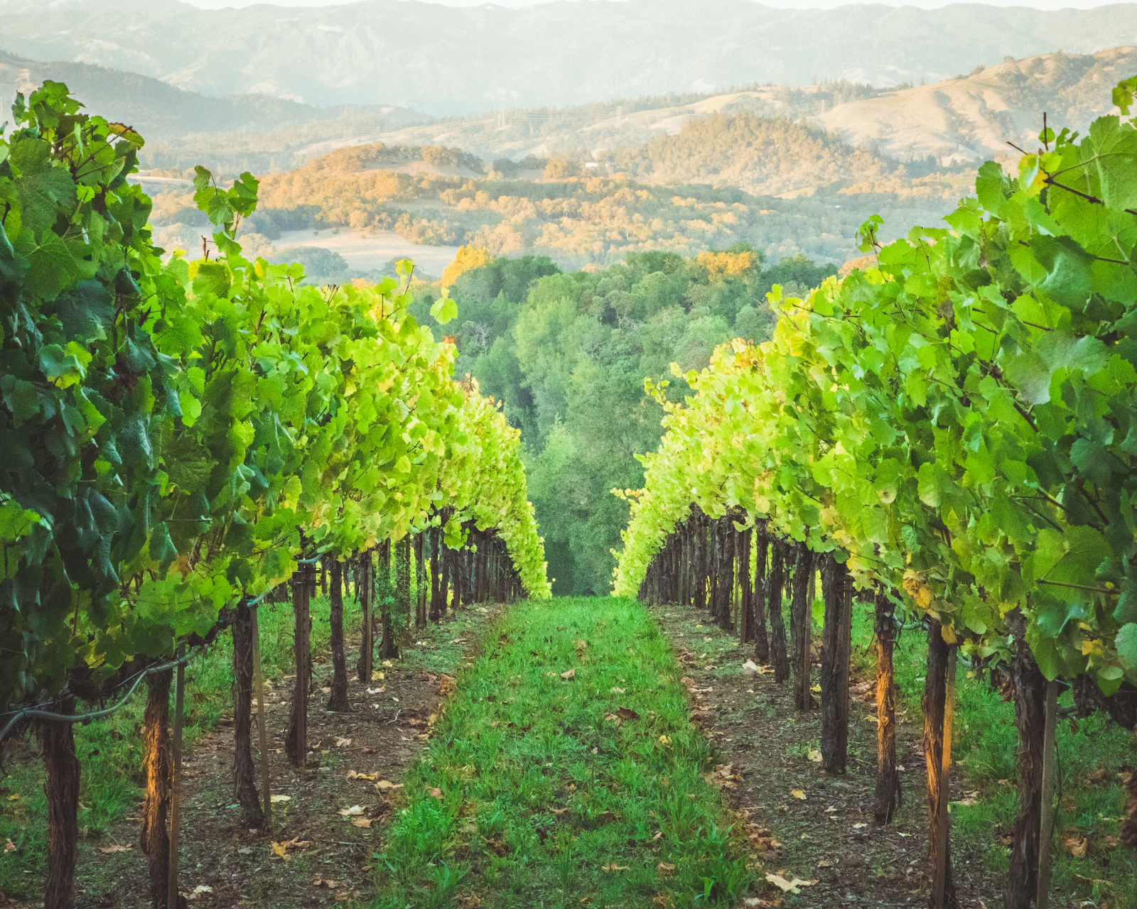 Healdsburg, California travel photo