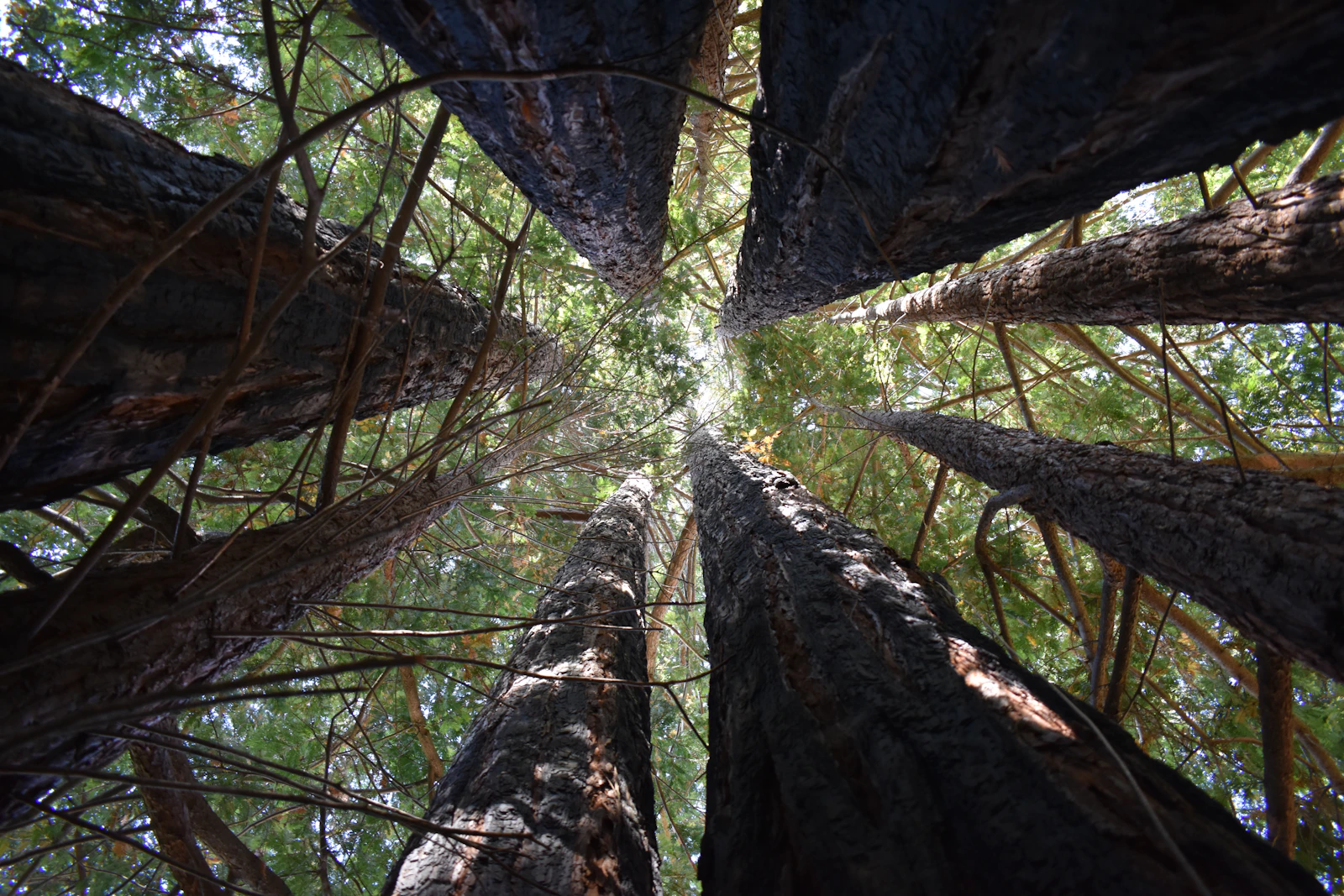 Healdsburg, California photo 13 by Adam Young