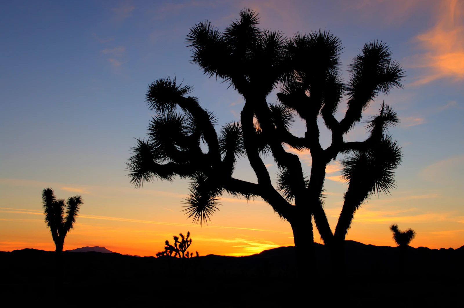 Joshua Tree, California photo 18 by Paul Crook