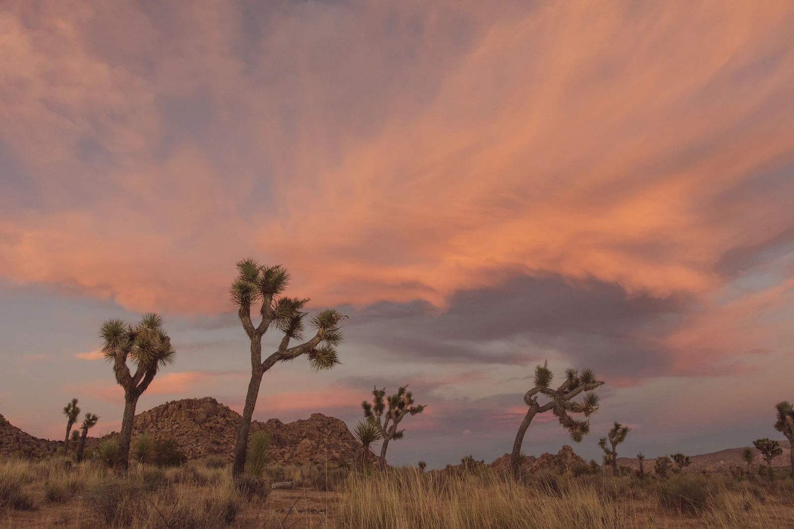 Joshua Tree, California photo 4 by Kasidee Karsten