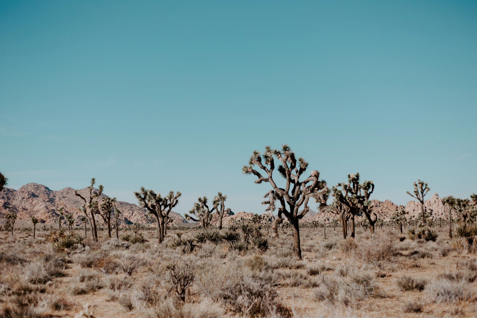 Joshua Tree, California photo 7 by Gretchen Spencer