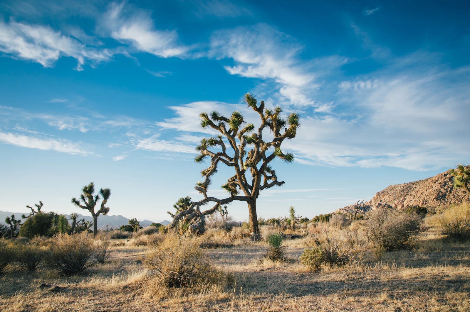 Joshua Tree, California photo 9 by Elliott Engelmann
