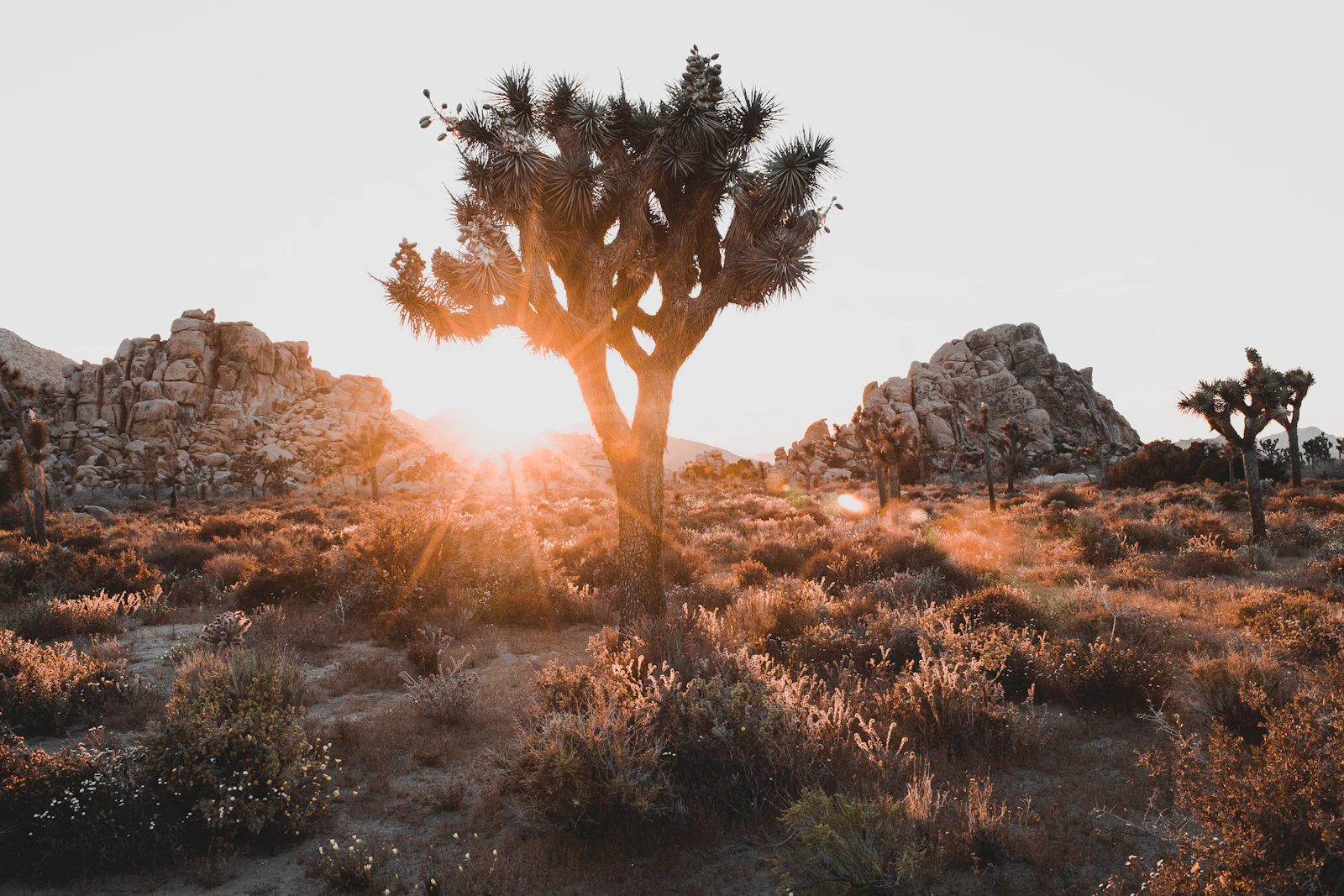 Joshua Tree, California photo 14 by Cedric Letsch