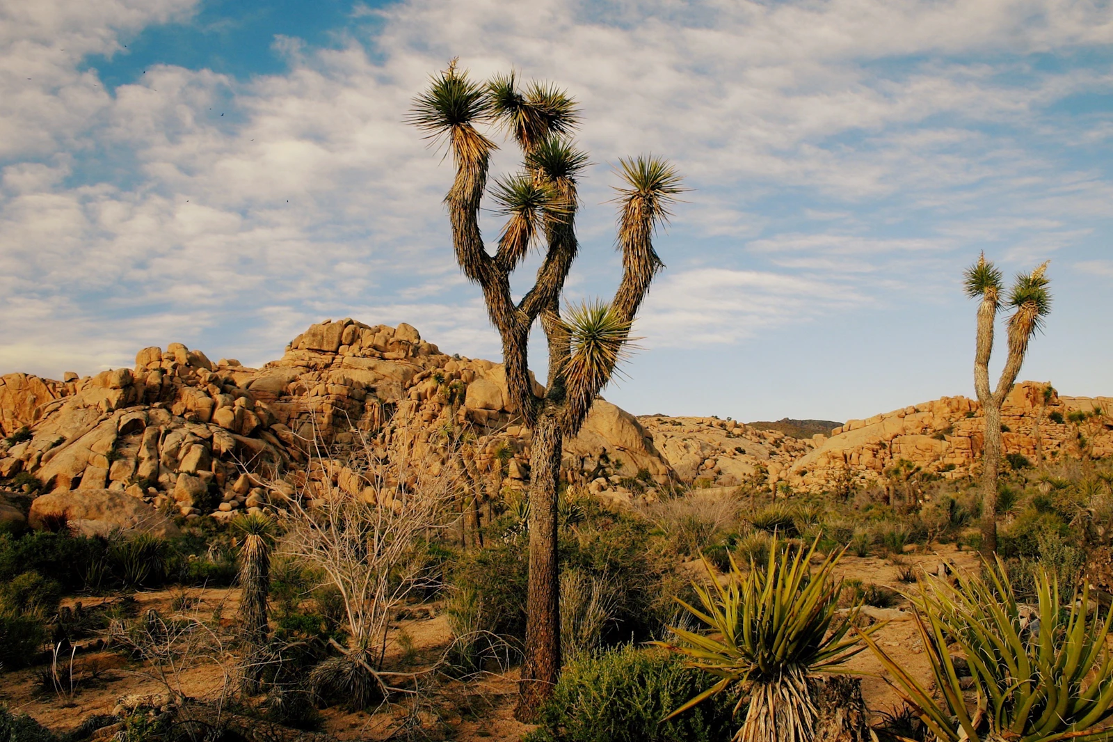 Joshua Tree, California photo 21 by James Lee