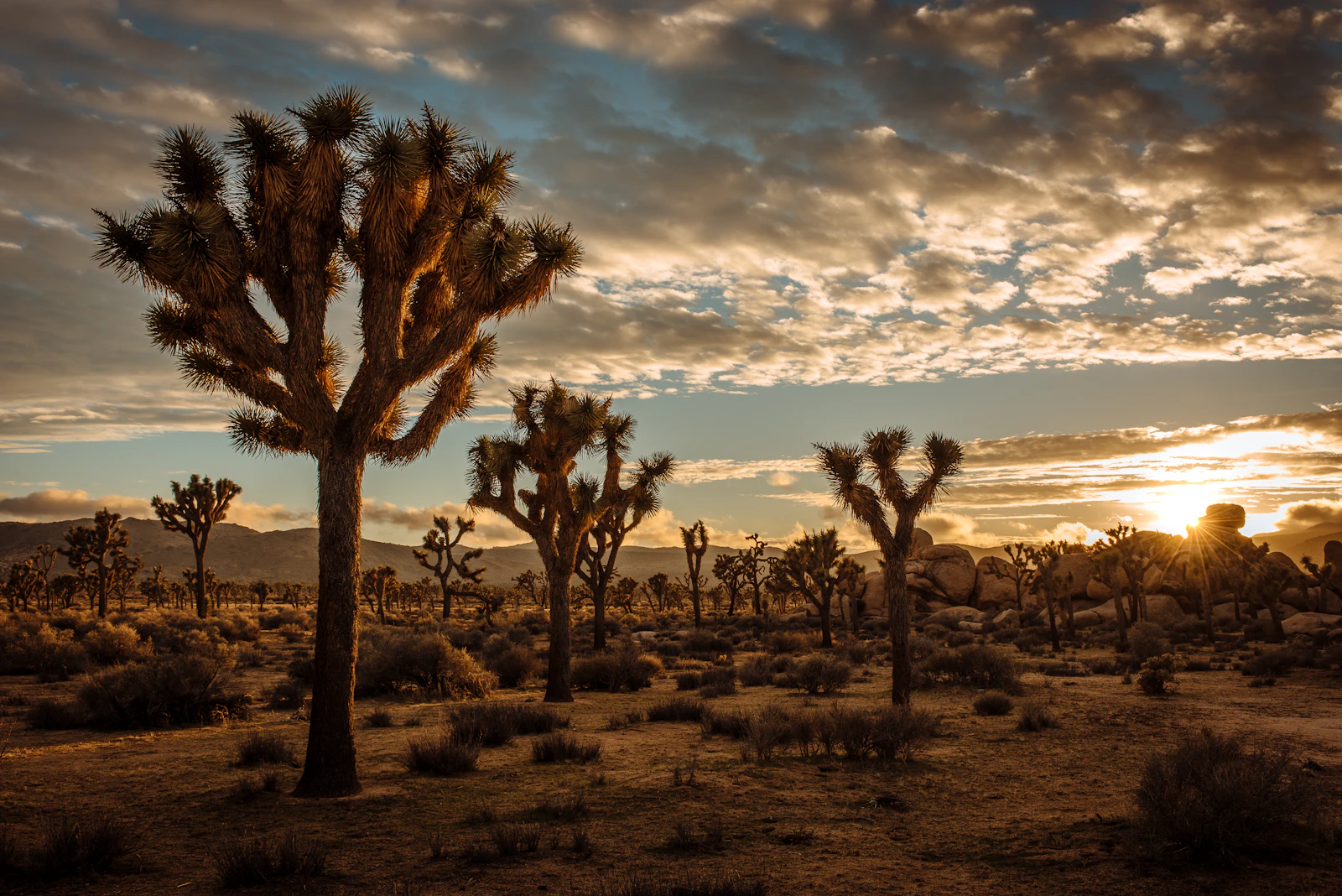 Joshua Tree, California photo 1 by Cedric Letsch
