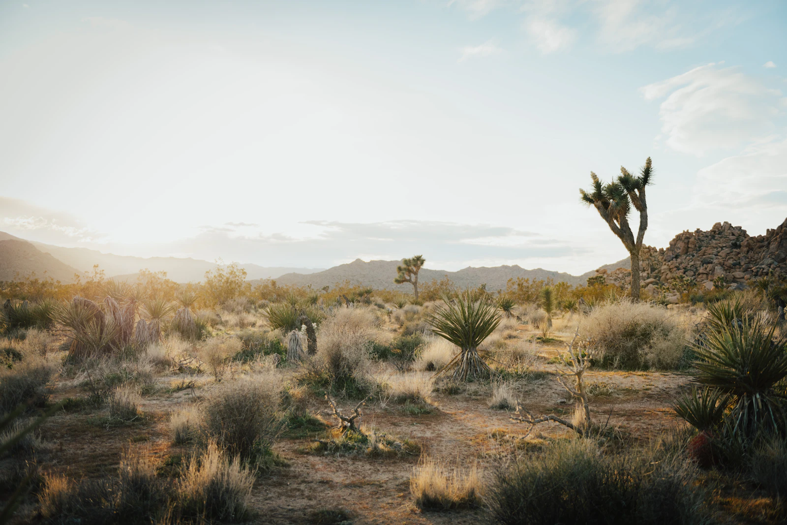 Joshua Tree, California photo 8 by Ben Karpinski