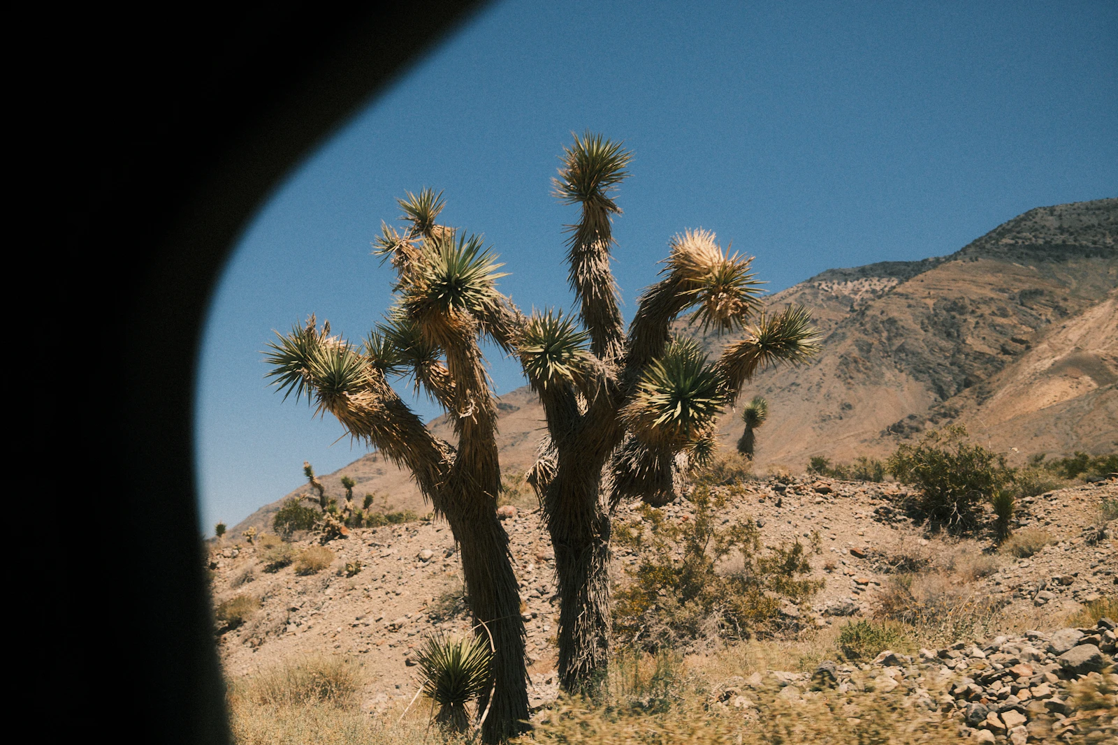 Joshua Tree, California photo 30 by Brady Jordan