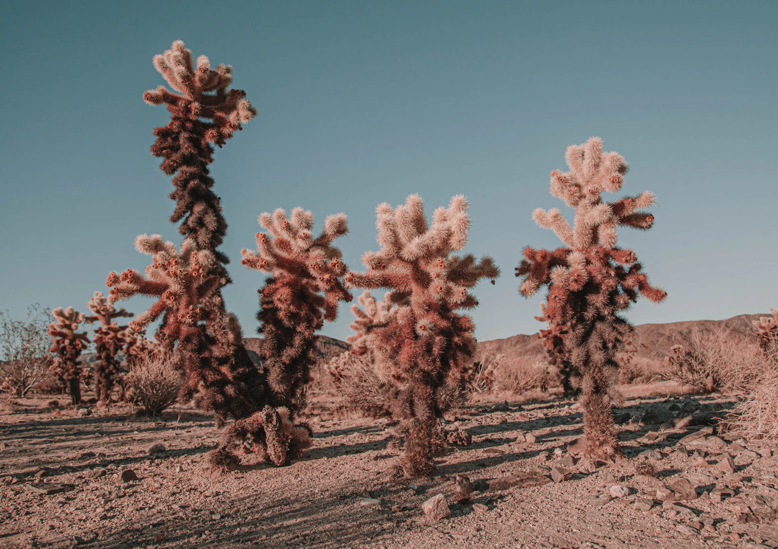 Joshua Tree, California photo 26 by Ana de León