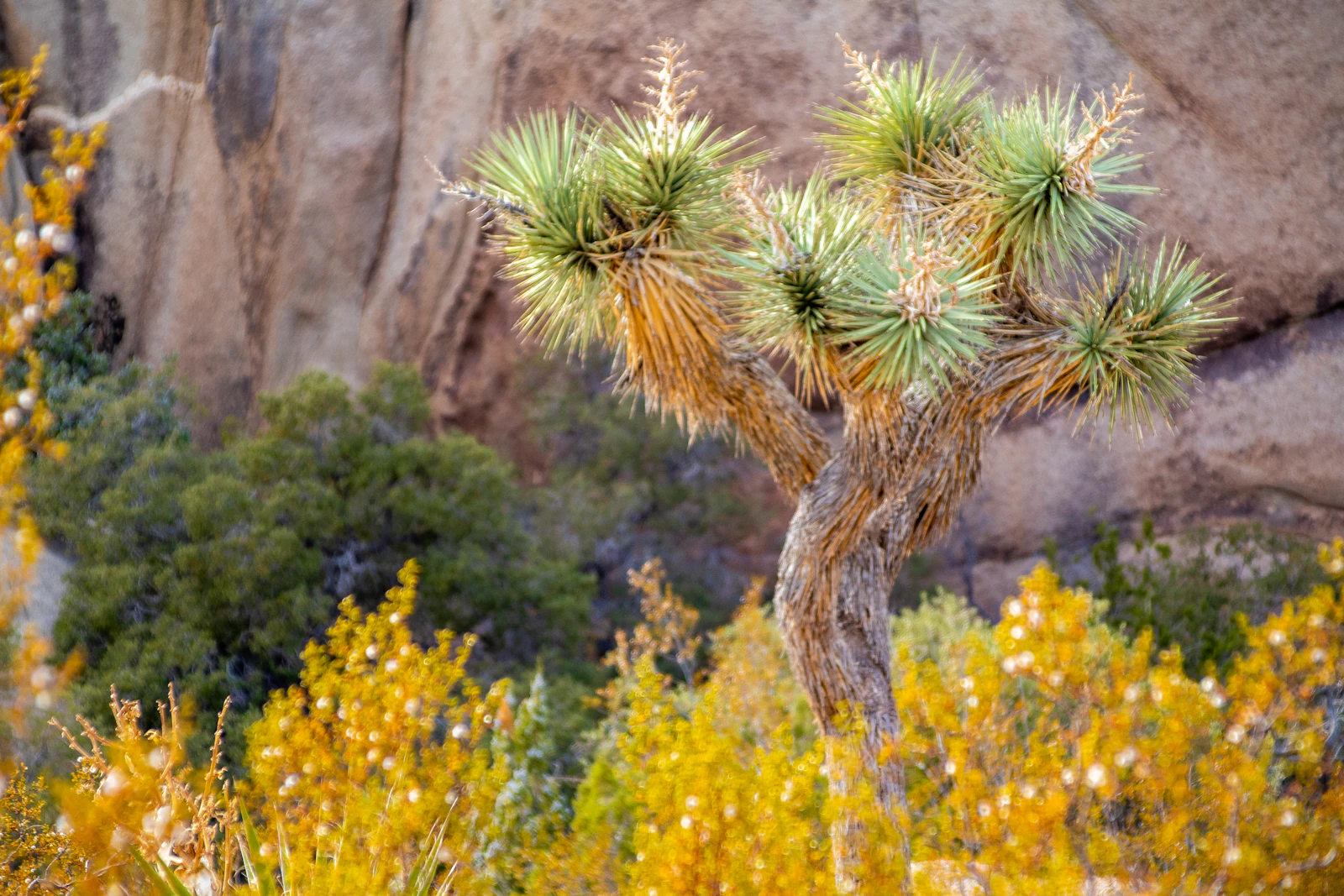 Joshua Tree, California photo 28 by KC Welch