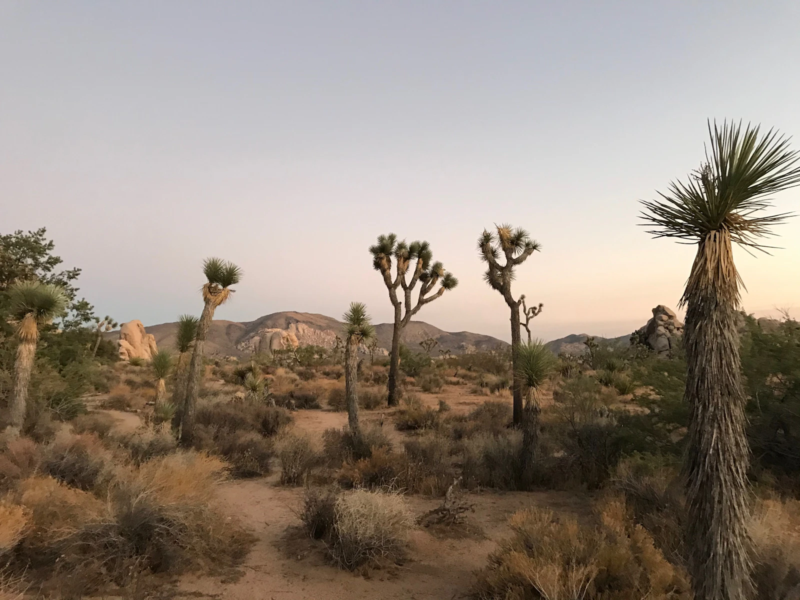 Joshua Tree, California photo 27 by Claudia Schaller