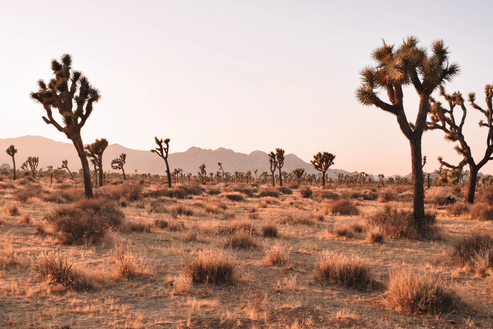 Joshua Tree, California photo 2 by Nicole Herrero