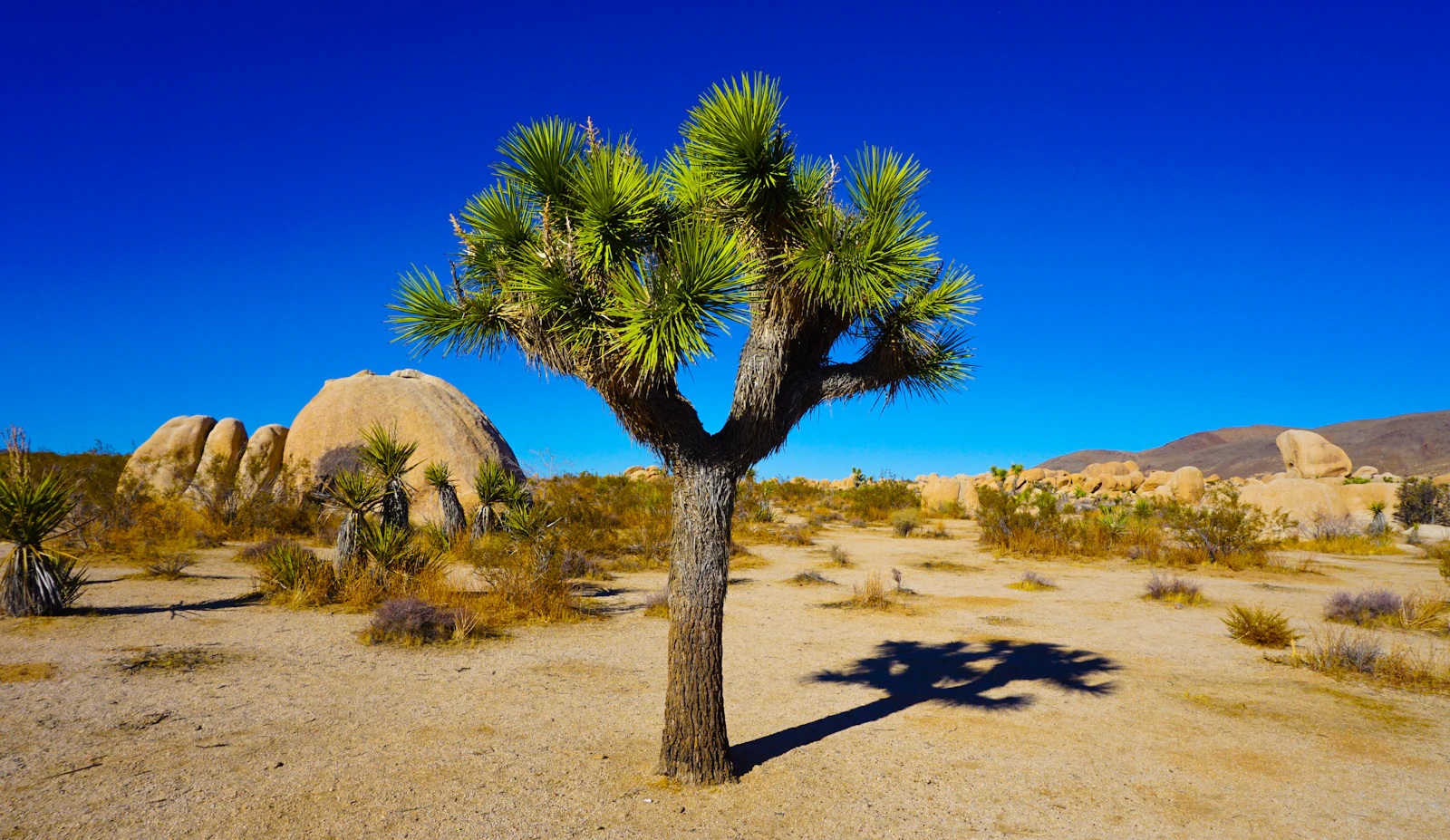 Joshua Tree, California photo 17 by Iswarya Muthukumar