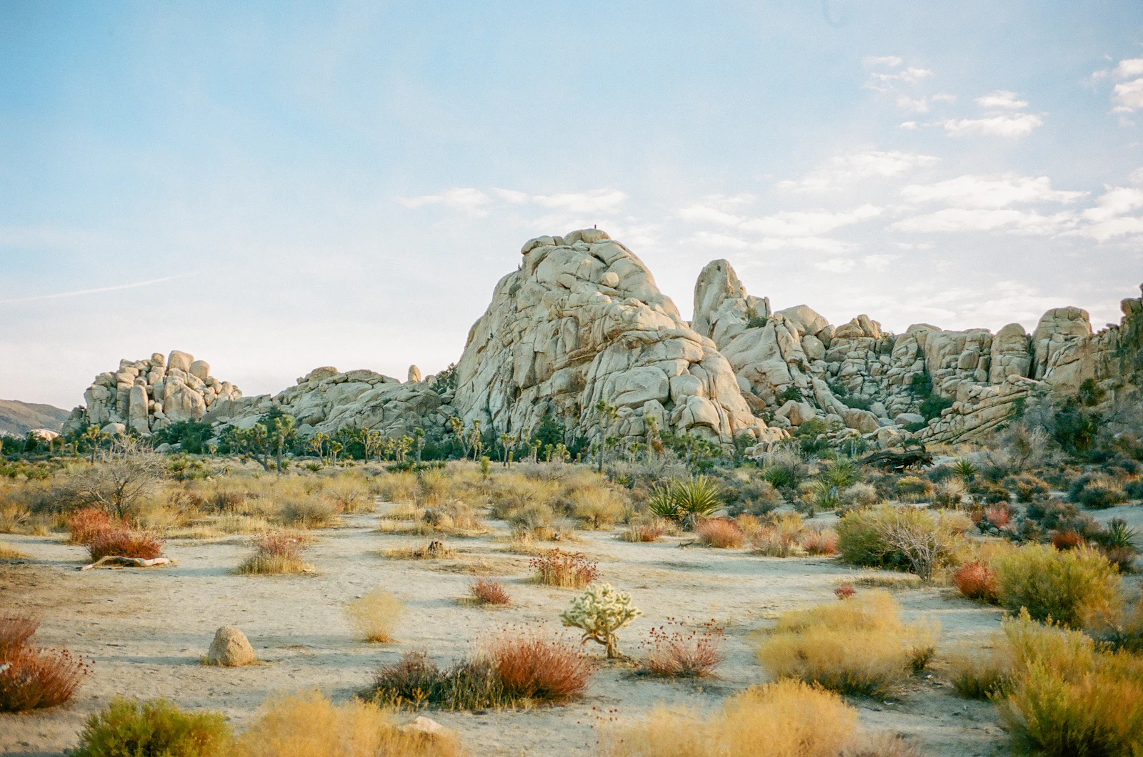 Joshua Tree, California photo 5 by Victor Yuyang Luo