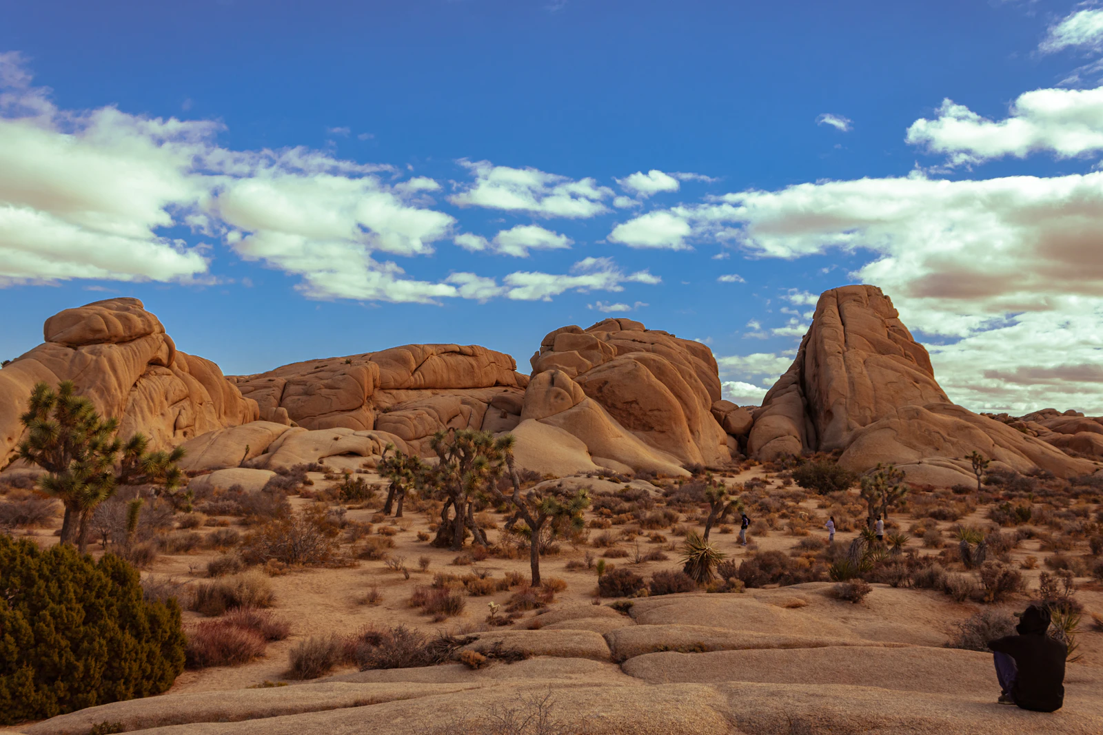 Joshua Tree, California photo 23 by Jonathan Martin Pisfil