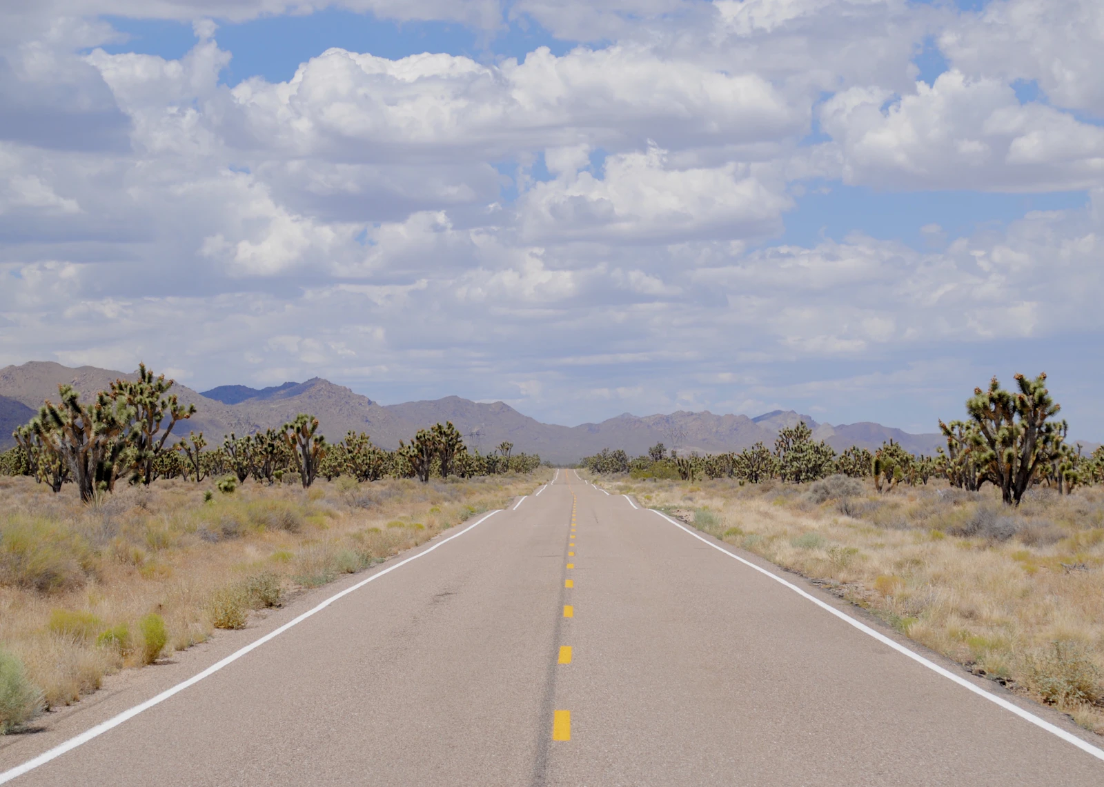 Joshua Tree, California photo 25 by Alix Greenman