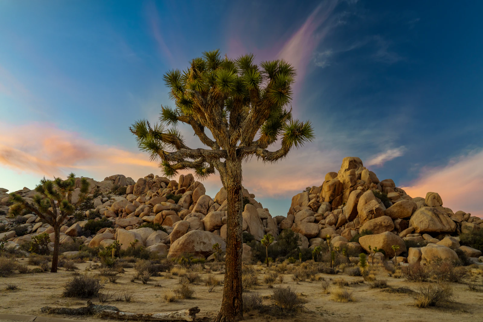 Joshua Tree, California photo 11 by Vinu T