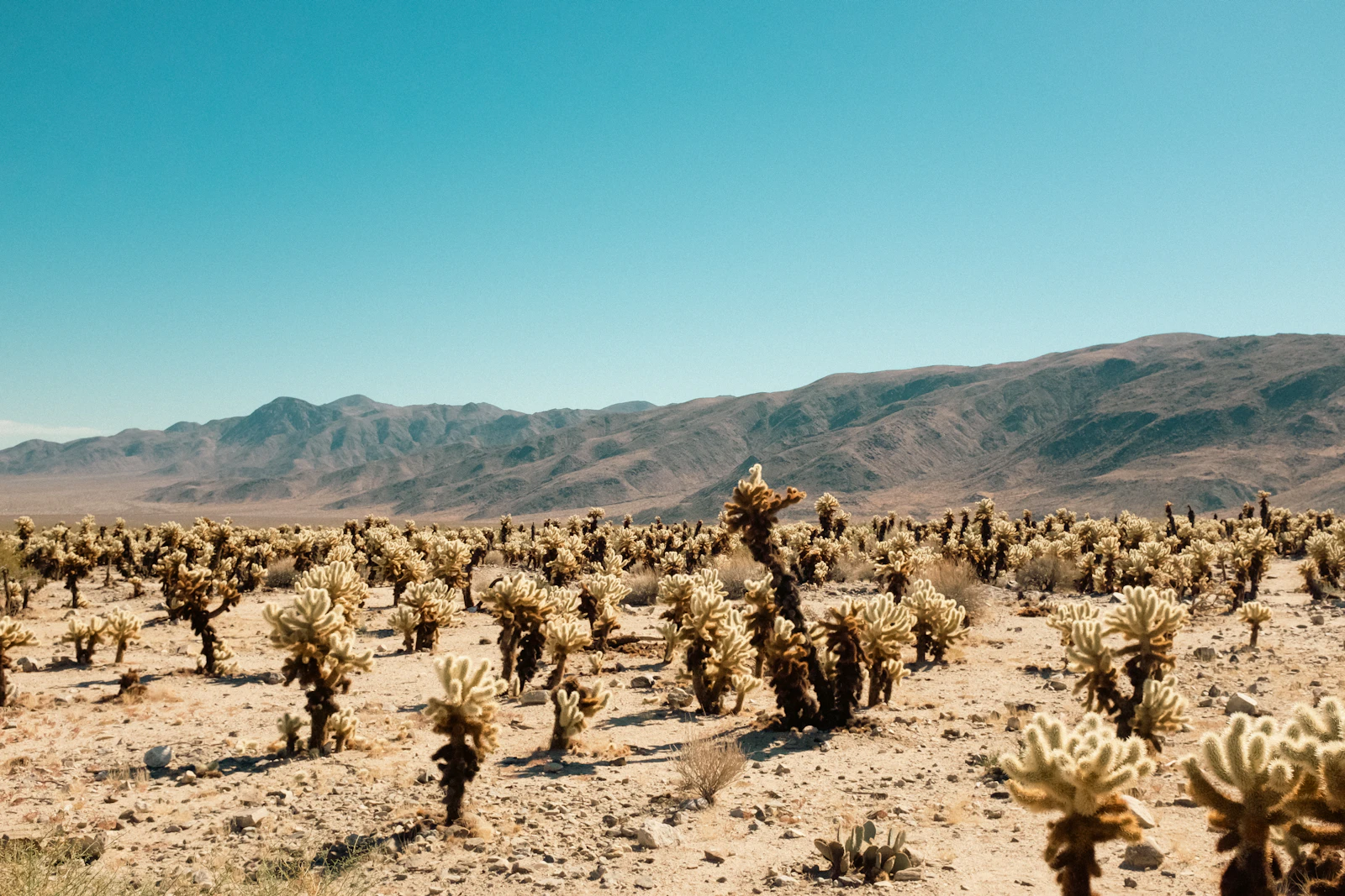 Joshua Tree, California photo 16 by Dillon T.