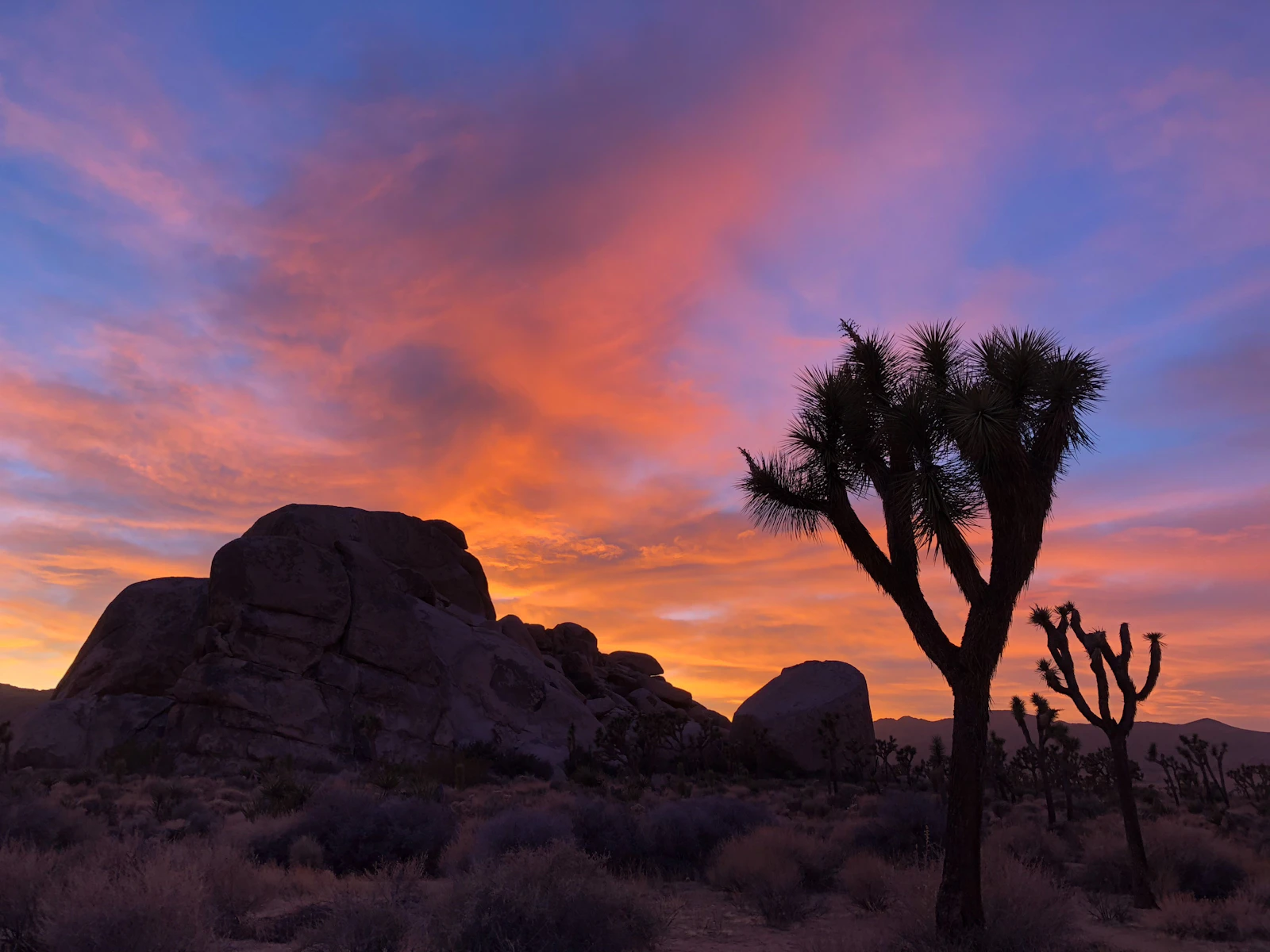 Joshua Tree, California photo 19 by Mojave Jeff