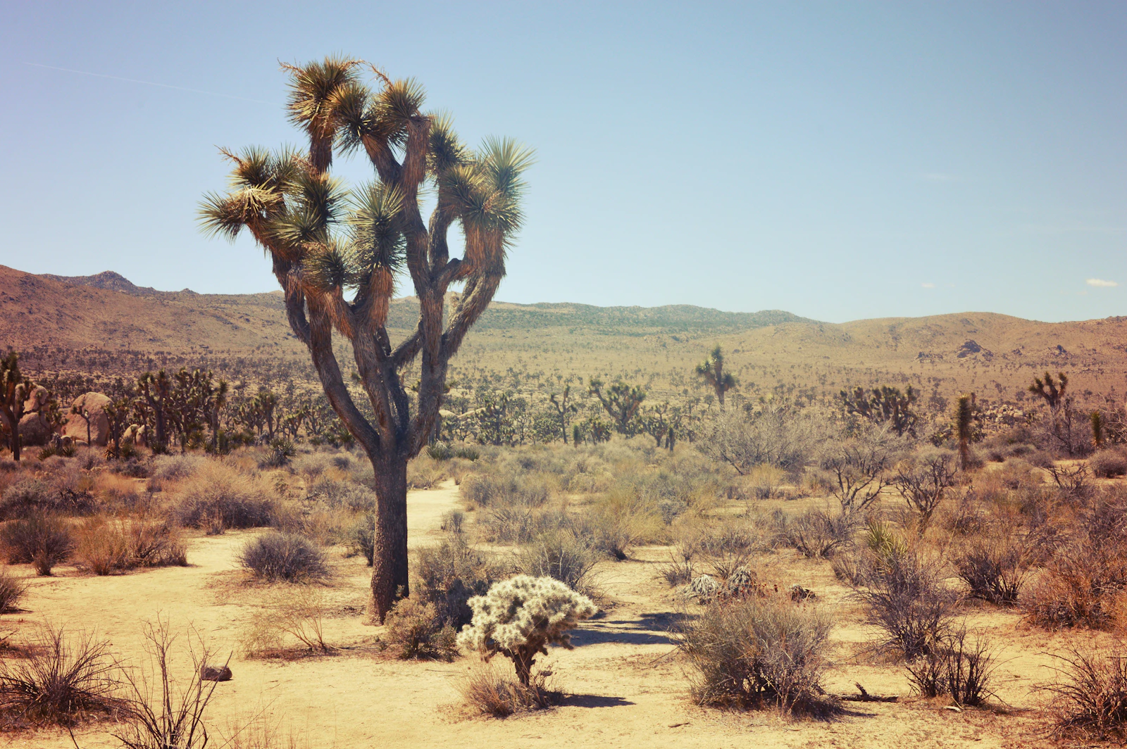 Joshua Tree, California photo 6 by Tyke Jones