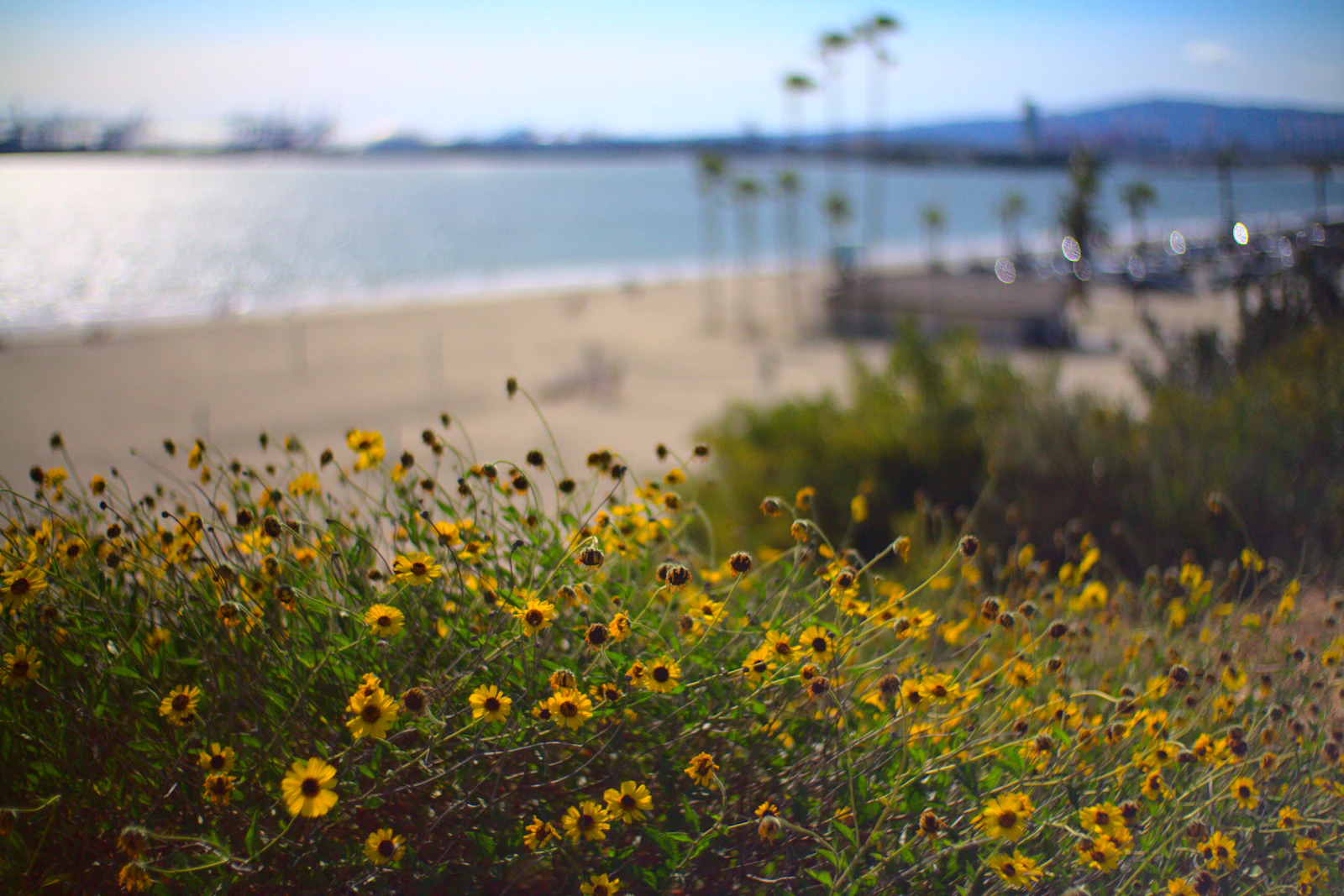 Long Beach, California photo 13 by Arthur Reeder
