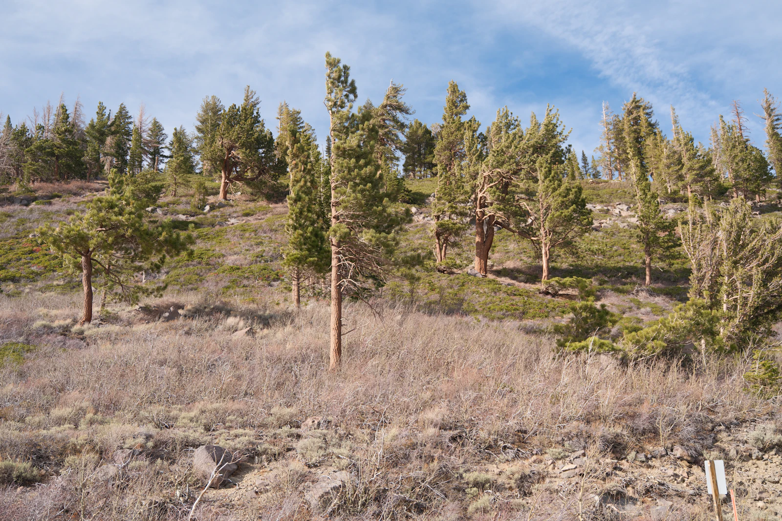 Mammoth Lakes, California photo 29 by Marianna Pereverten