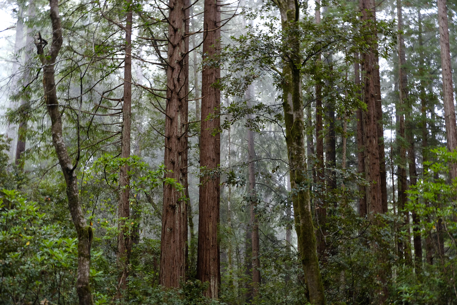 Mendocino, California photo 30 by Bruno Wolff