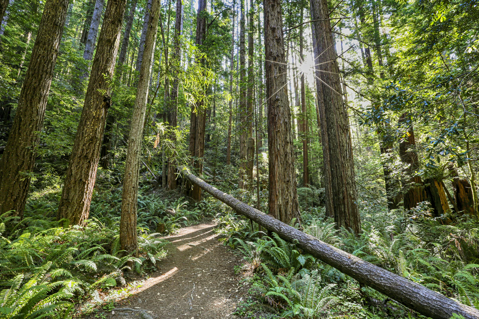 Mendocino, California photo 21 by Mick Haupt