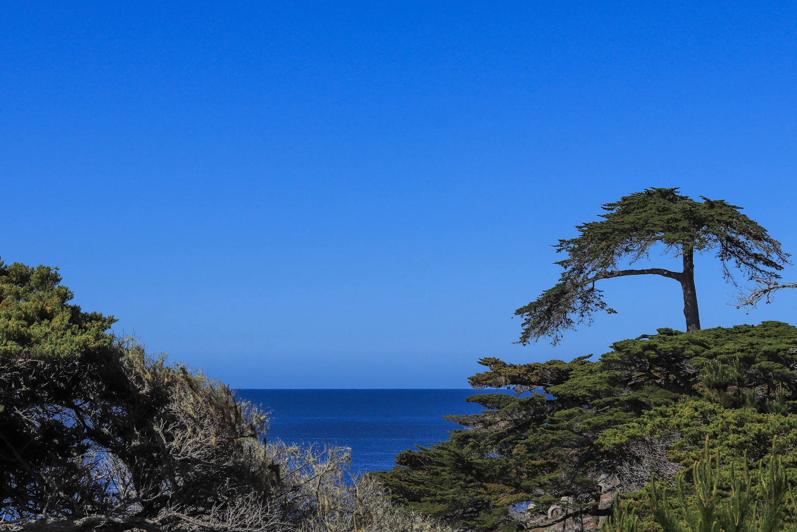 Monterey, California photo 28 by Angelica Jasmin