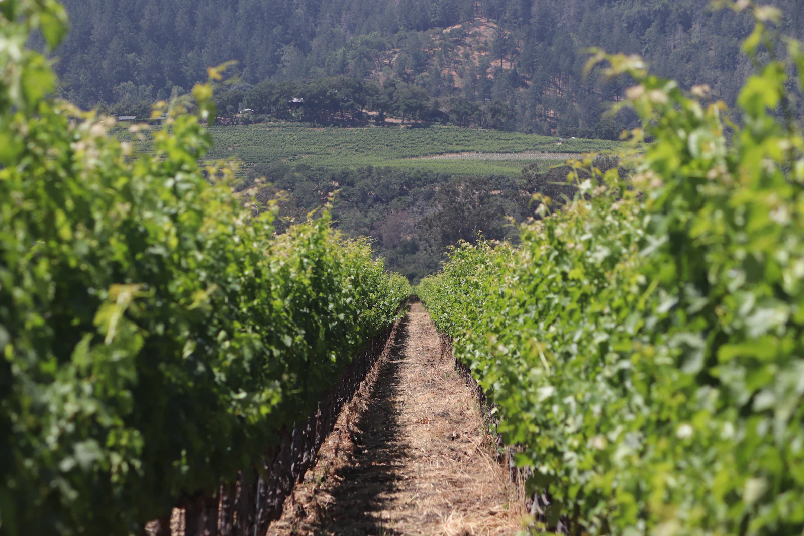 Napa, California photo 6 by Bob Chambers