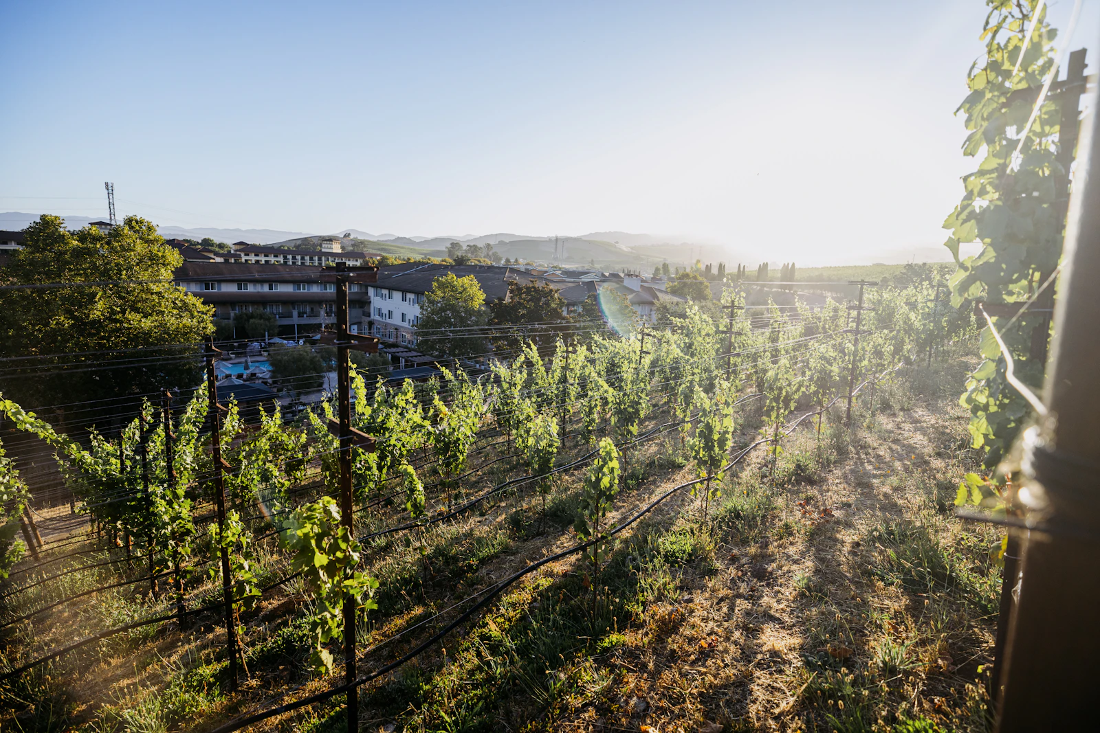 Napa, California photo 8 by Alex Reynolds