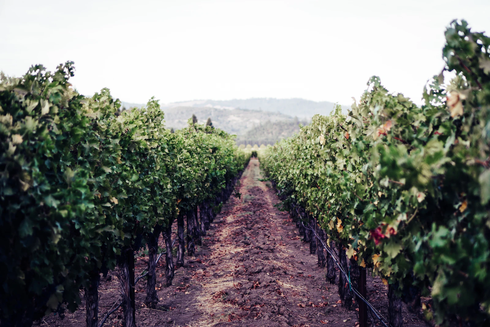 Napa, California photo 1 by Daniel Salgado