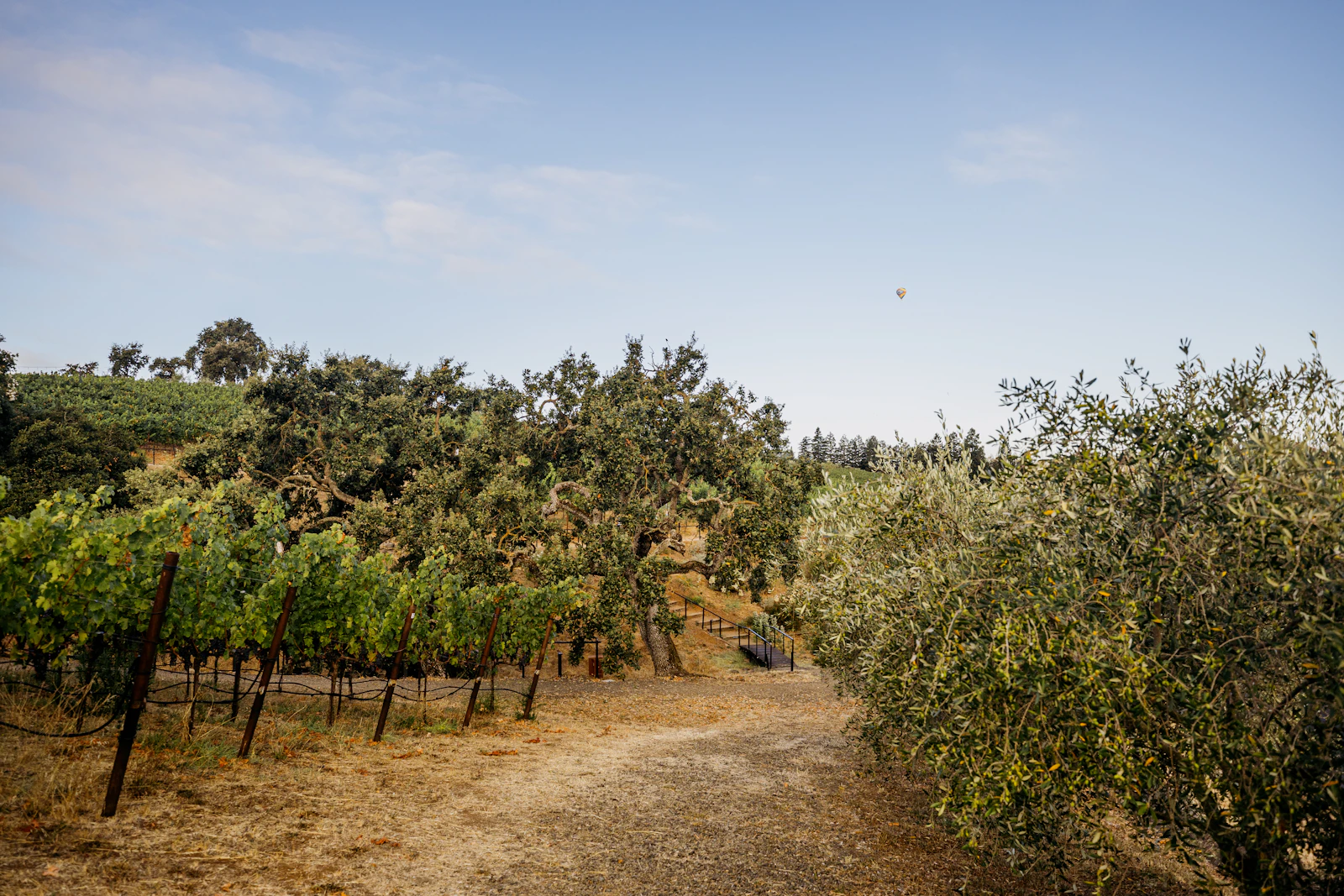 Napa, California photo 17 by Alex Reynolds