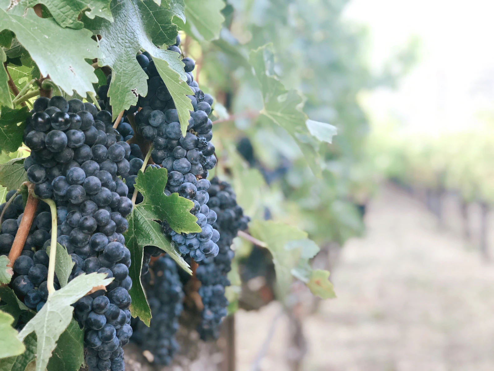 Napa, California photo 3 by Eva Fan