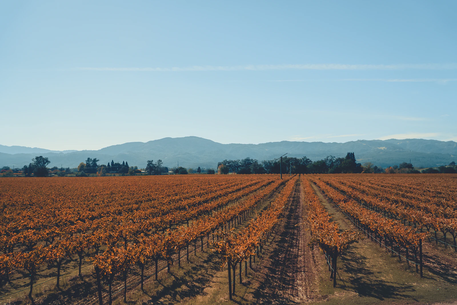 Napa, California photo 2 by Vanessa Sezini