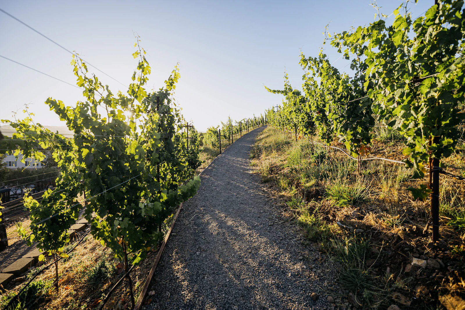 Napa, California photo 12 by Alex Reynolds