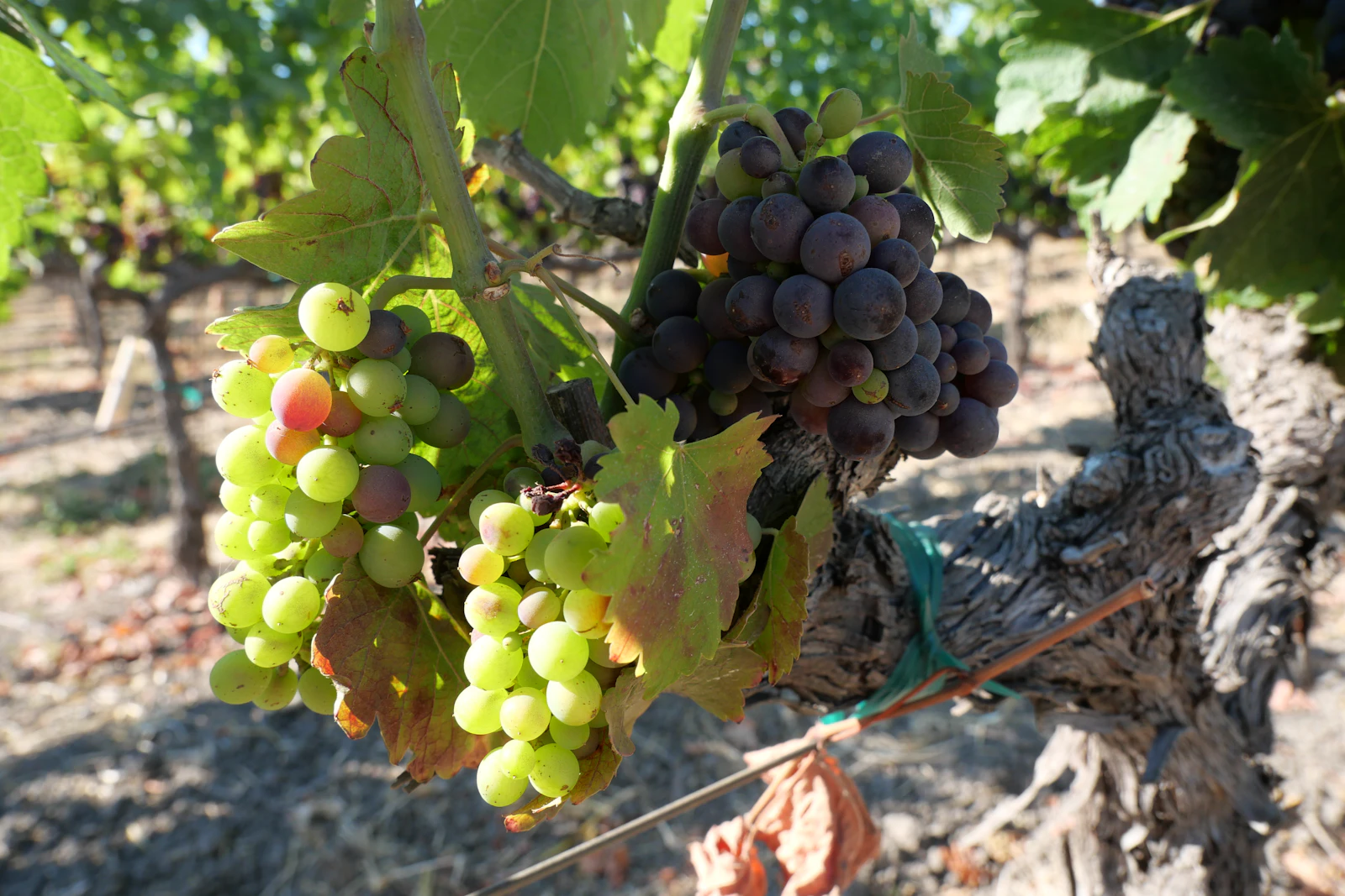 Napa, California photo 15 by Rc Hollenback